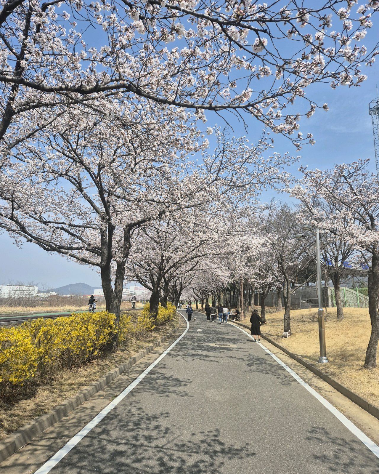 봄, 벚꽃이 활짝 핀 나무 터널 아래로 이어지는 산책길
